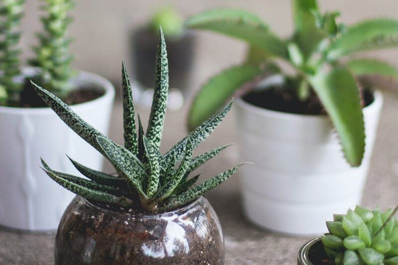 Office Plants